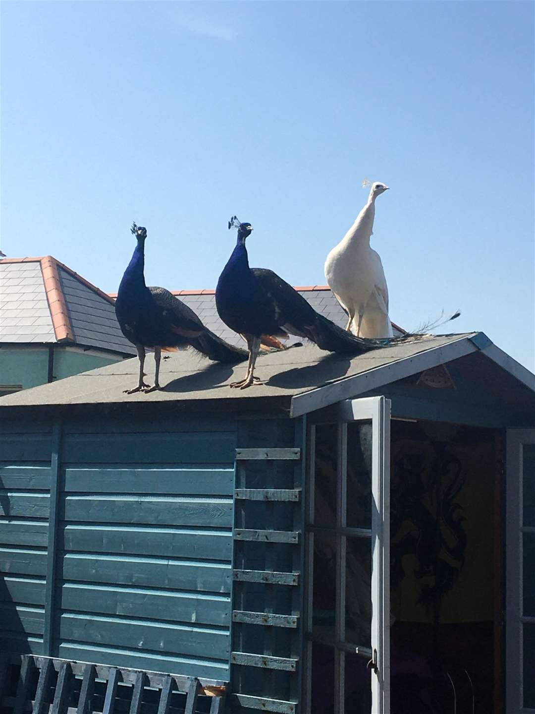 Jo Smith set up the Facebook page after the peacocks visited her garden in Bridgeside Picture: Jo Smith