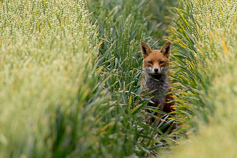 A fox is thought to have been shot at a Sainsbury's store