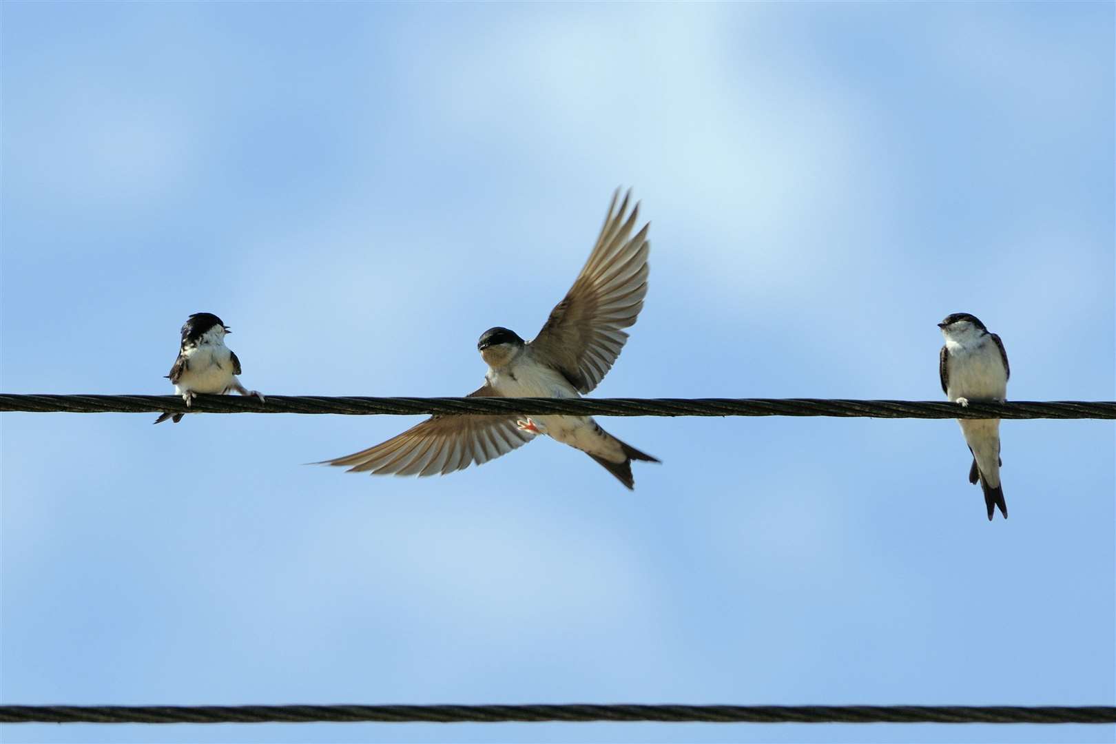 House martins on telephone wires gather in preparation for migration. Picture courtesy of the RSPB.