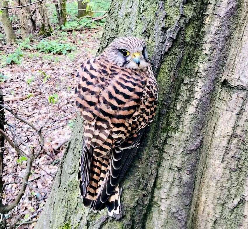 The kestrel which was rescued by children at the Wild At Heart Learning forest school. Picture: Julia Slade / provided by Carly Ahlen