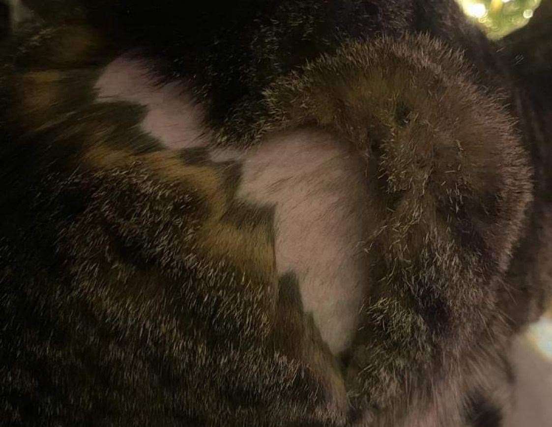 The shaved section of fur missing from George's coat