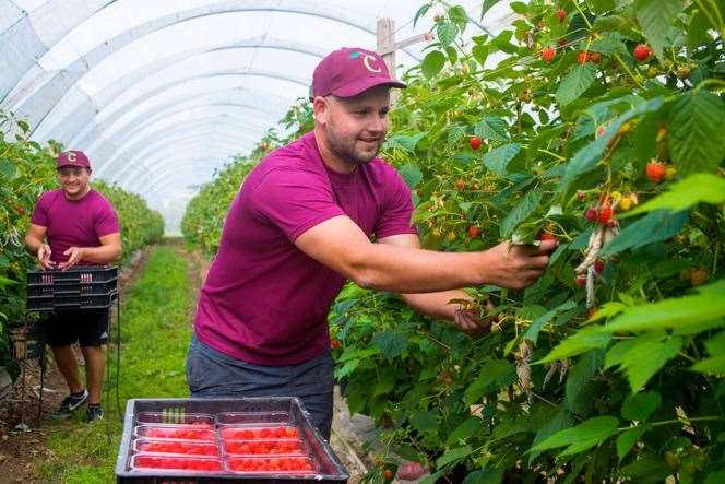 Fruit producer Chambers has provided Aldi with strawberries since 2013