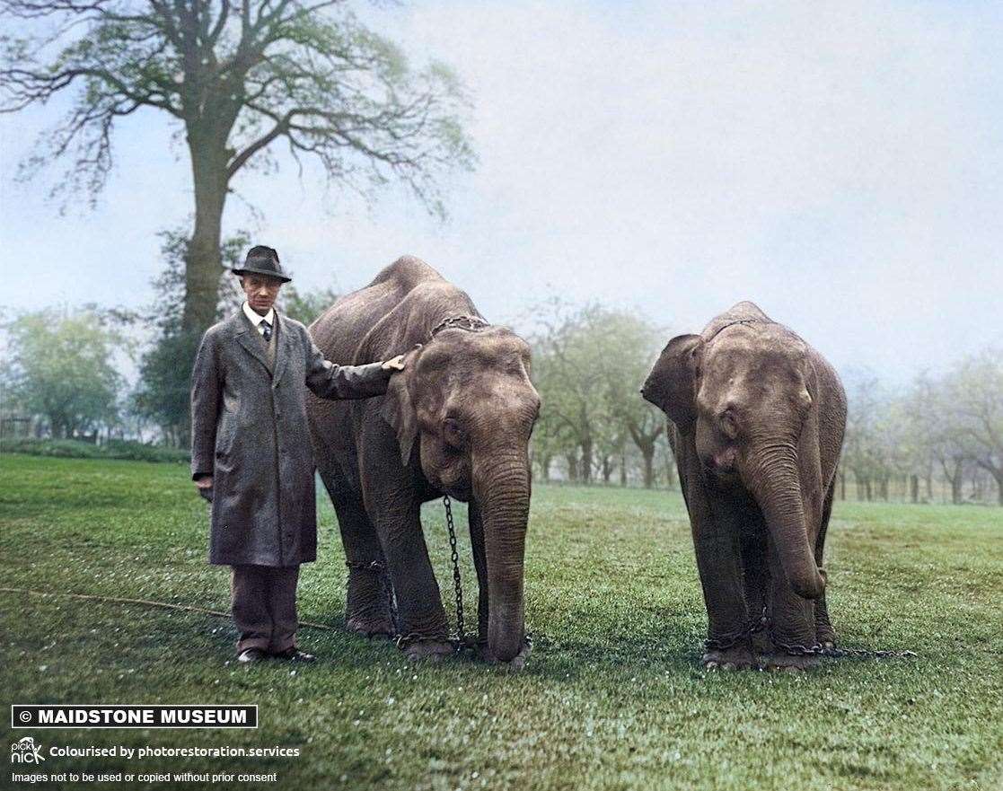 Sir Garrard Tyrwhitt Drake with his elephants Gert and Daisy from Rangoon. Photo Frederick Carley Collection. Photo colourising by Photo Restoration Services