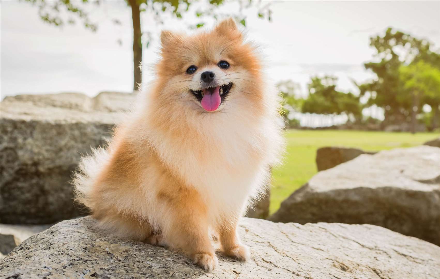 A pomeranian. Image: iStock.