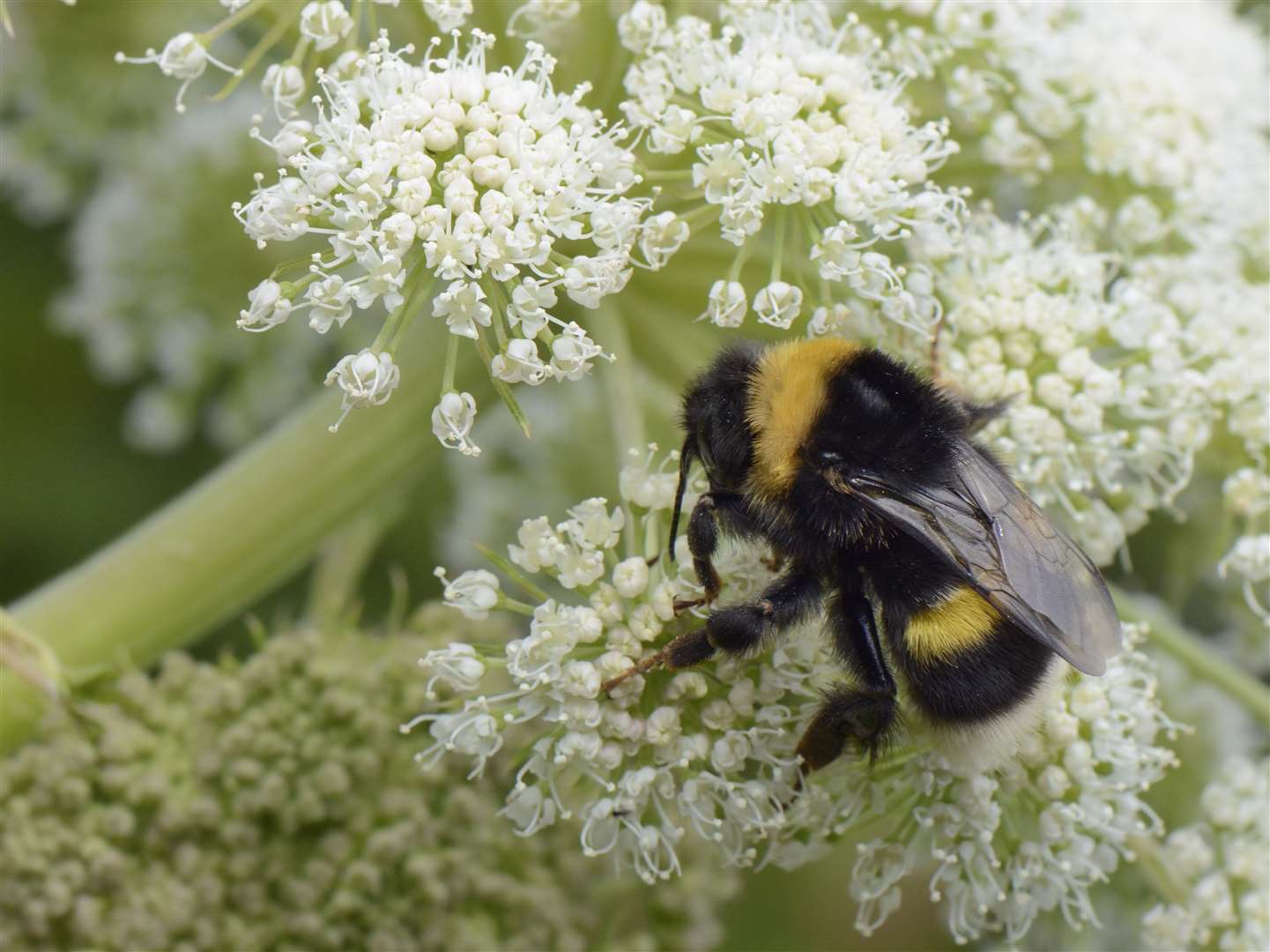 A bee gets busy Picture: National Trust Images/Nick Upton
