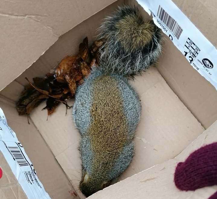 The squirrel was moved to safety before running away
