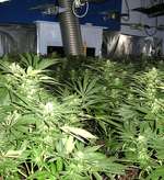 There were at least 1,000 cannabis plants at the property