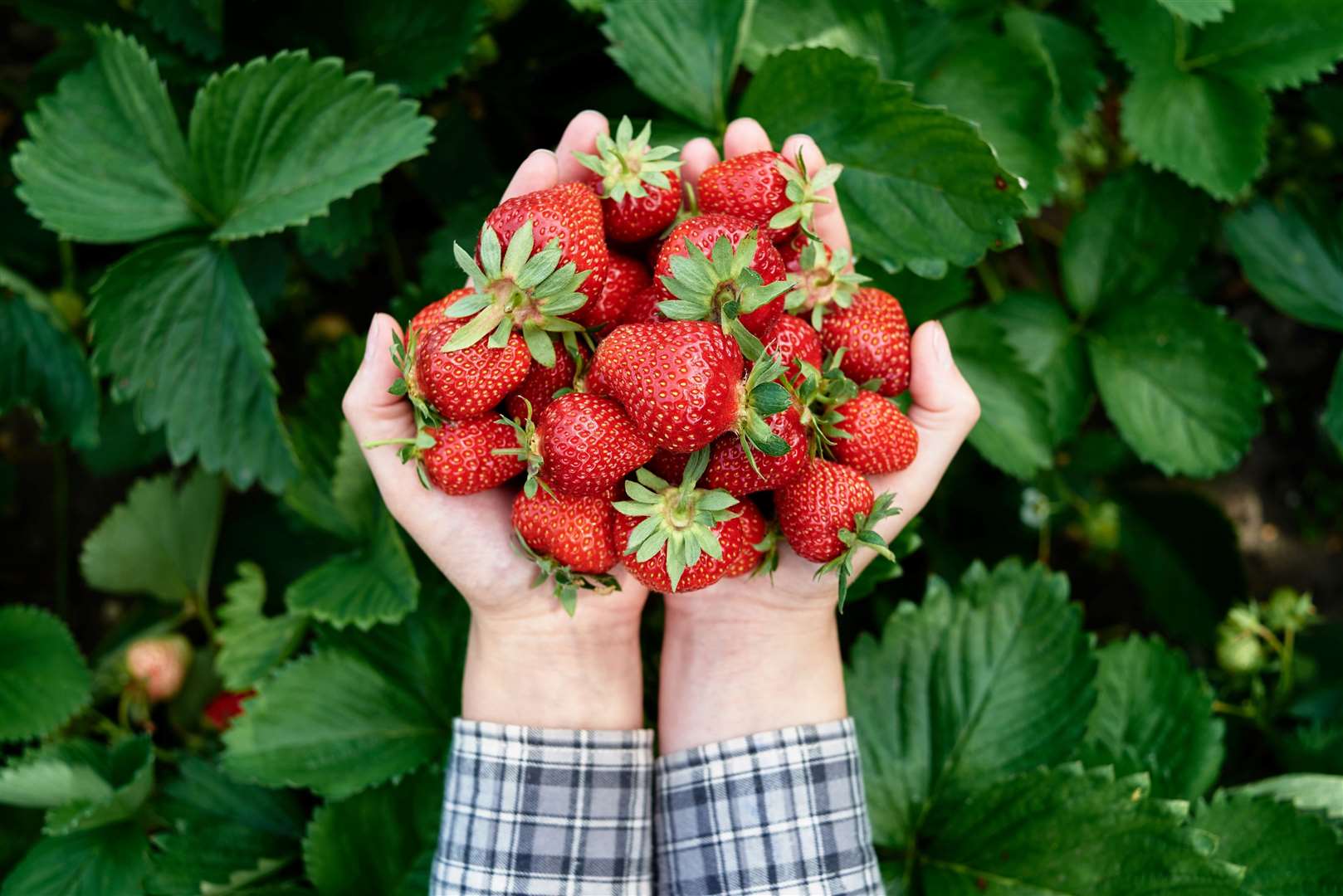 A punnet of strawberries can be treble the price of a supermarket own-brand pizza. Image: iStock.