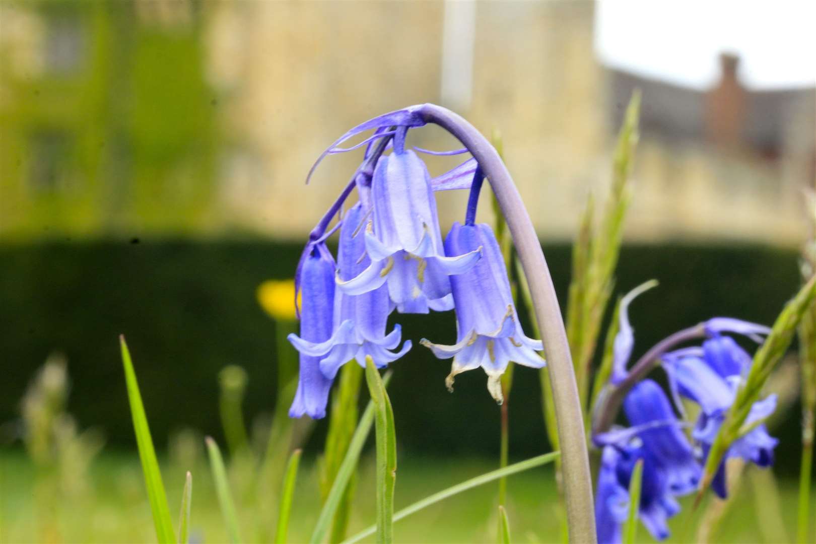 Bluebells at Hever