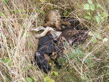 Labrador puppies found dead in Wrotham Heath