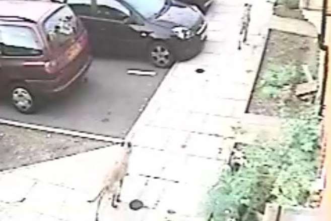 Two of the dogs can be seen passing in front of a CCTV camera