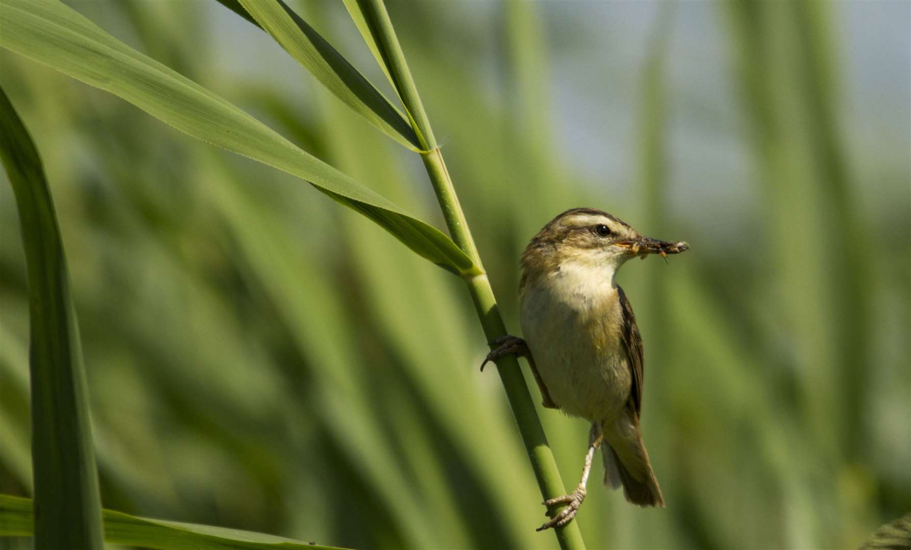 A sedge warbler at Stodmarsh nature reserve. Picture: Thomas Cawdron