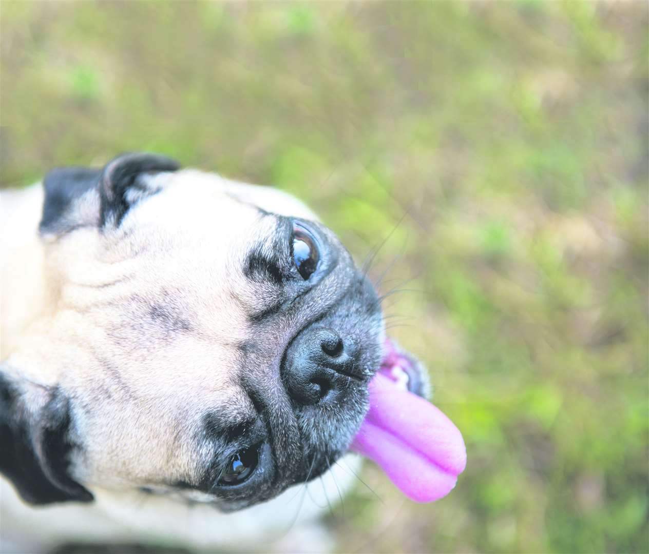 The hashtag #pug features in millions of posts. Image: iStock.