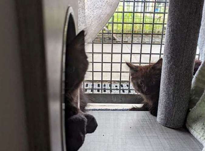 Up to 14 cats will be staying in the cattery at any one time. Picture: RSPCA