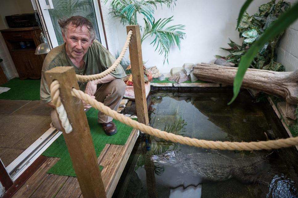 Chris Weller keeps a South American Caiman Common Crocodile in his house.