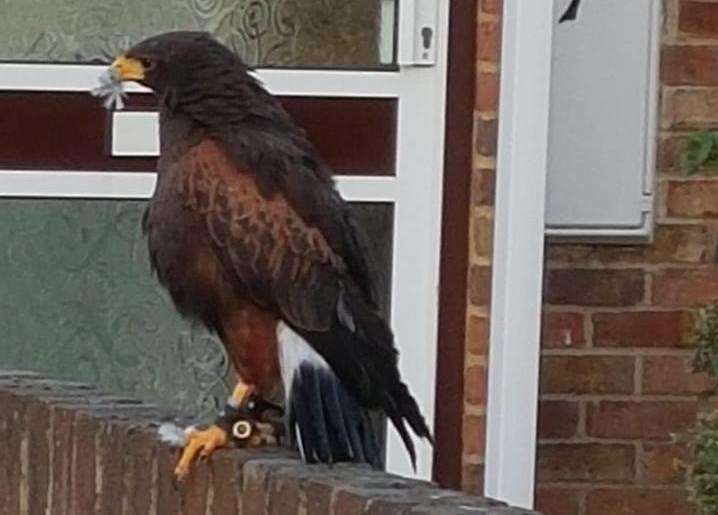 The Harris Hawk was spotted in Senacre, Maidstone, this week. (2223634)