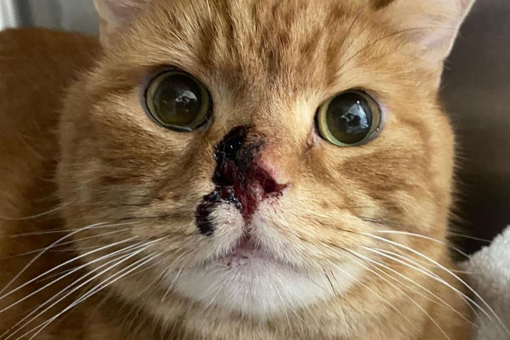 Trousers the cat was permanently maimed after being hit by a ball bearing last month