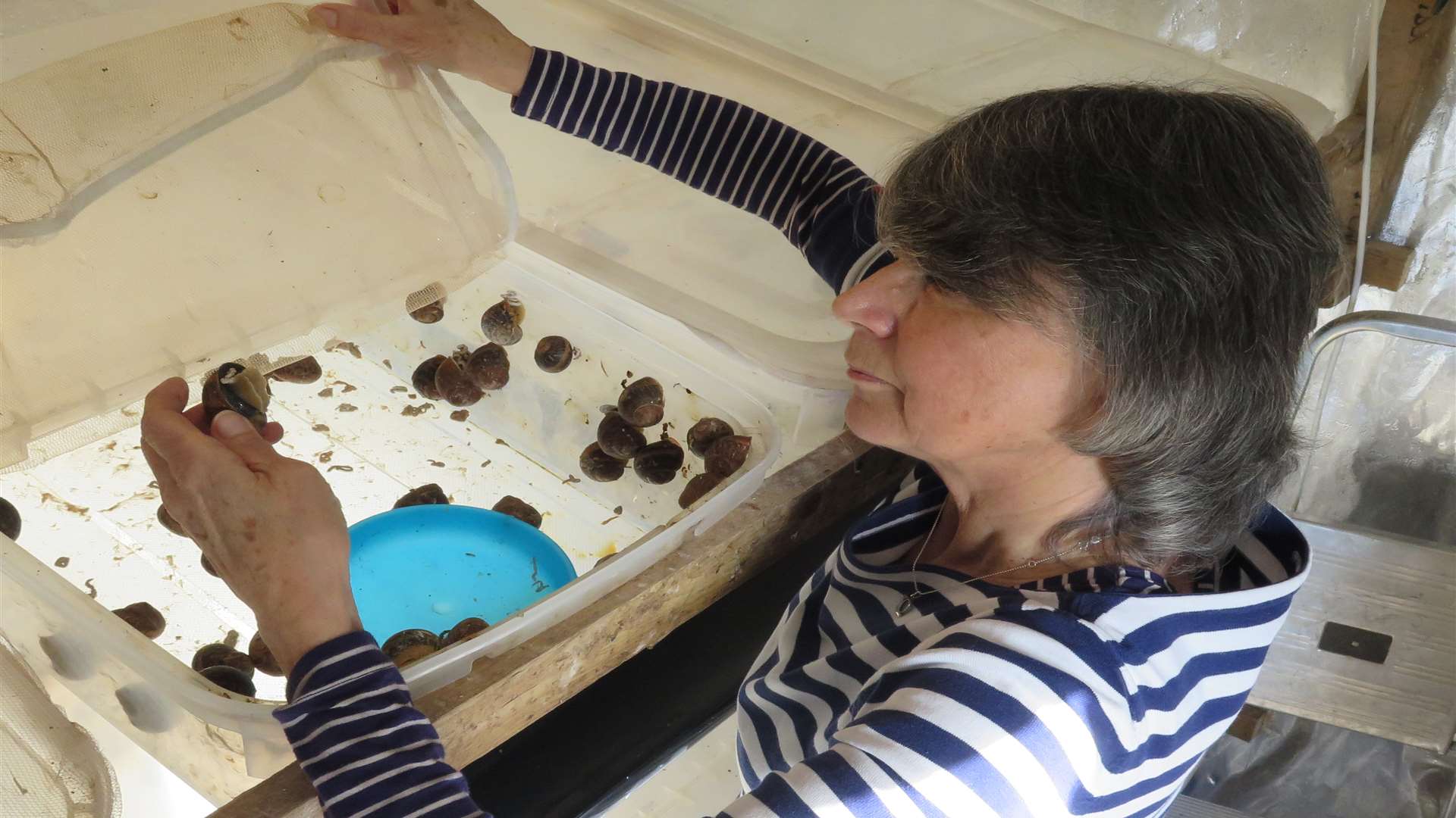 Helen Howard examines her snails