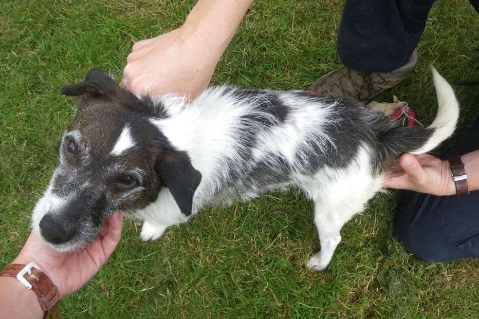 Jack Russell Jasper was left emaciated by his owners