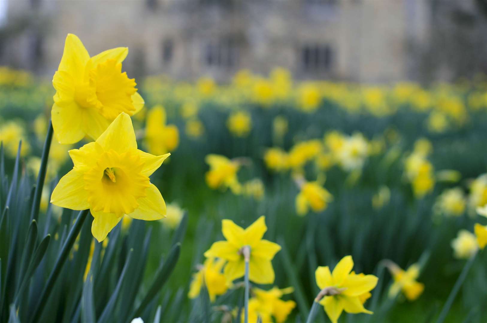 The daffodils promise to be dazzling at Hever Castle