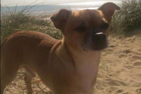 Dave the Jack Russell chihuahua cross has been missing since Wednesday last week.