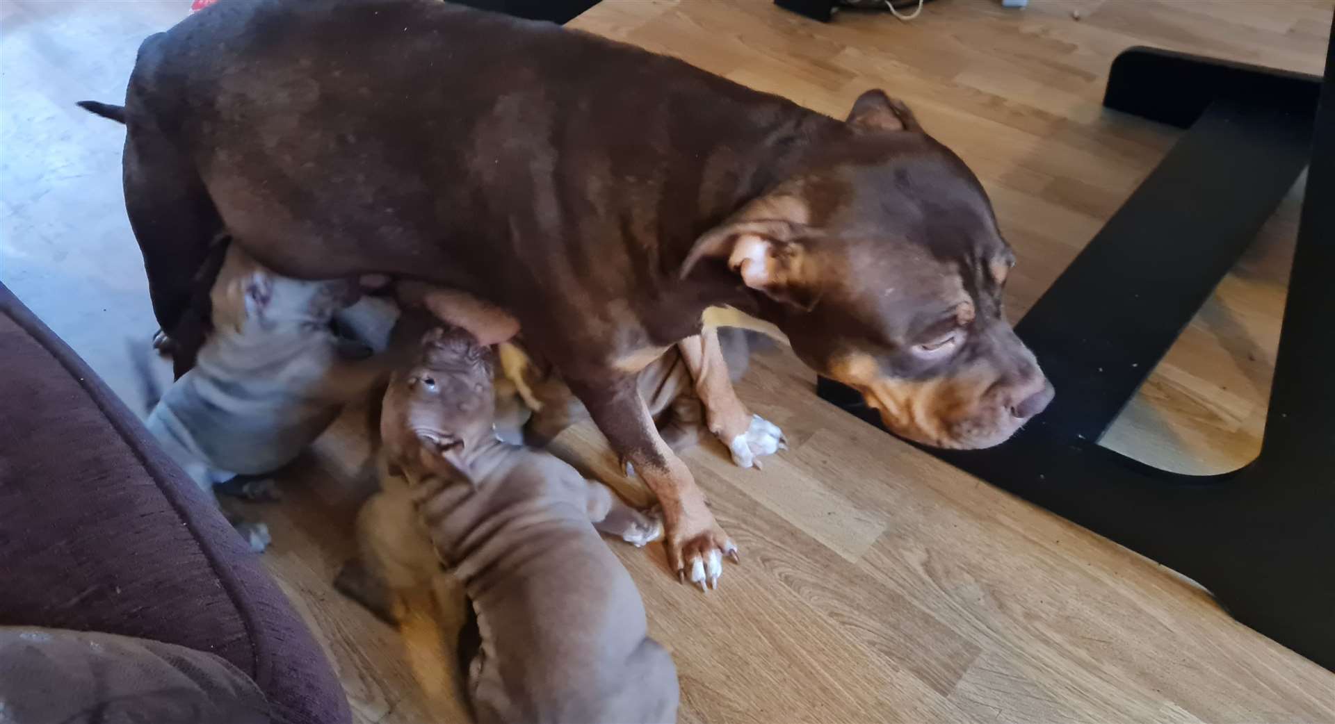 XL Bully mum Brandy with some of her litter of eight pups