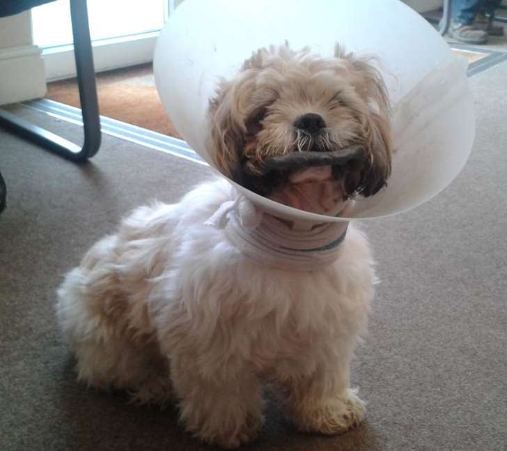 Archie the shih tzu was left with a snapped jaw