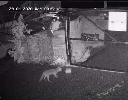 The thieving fox was caught on CCTV