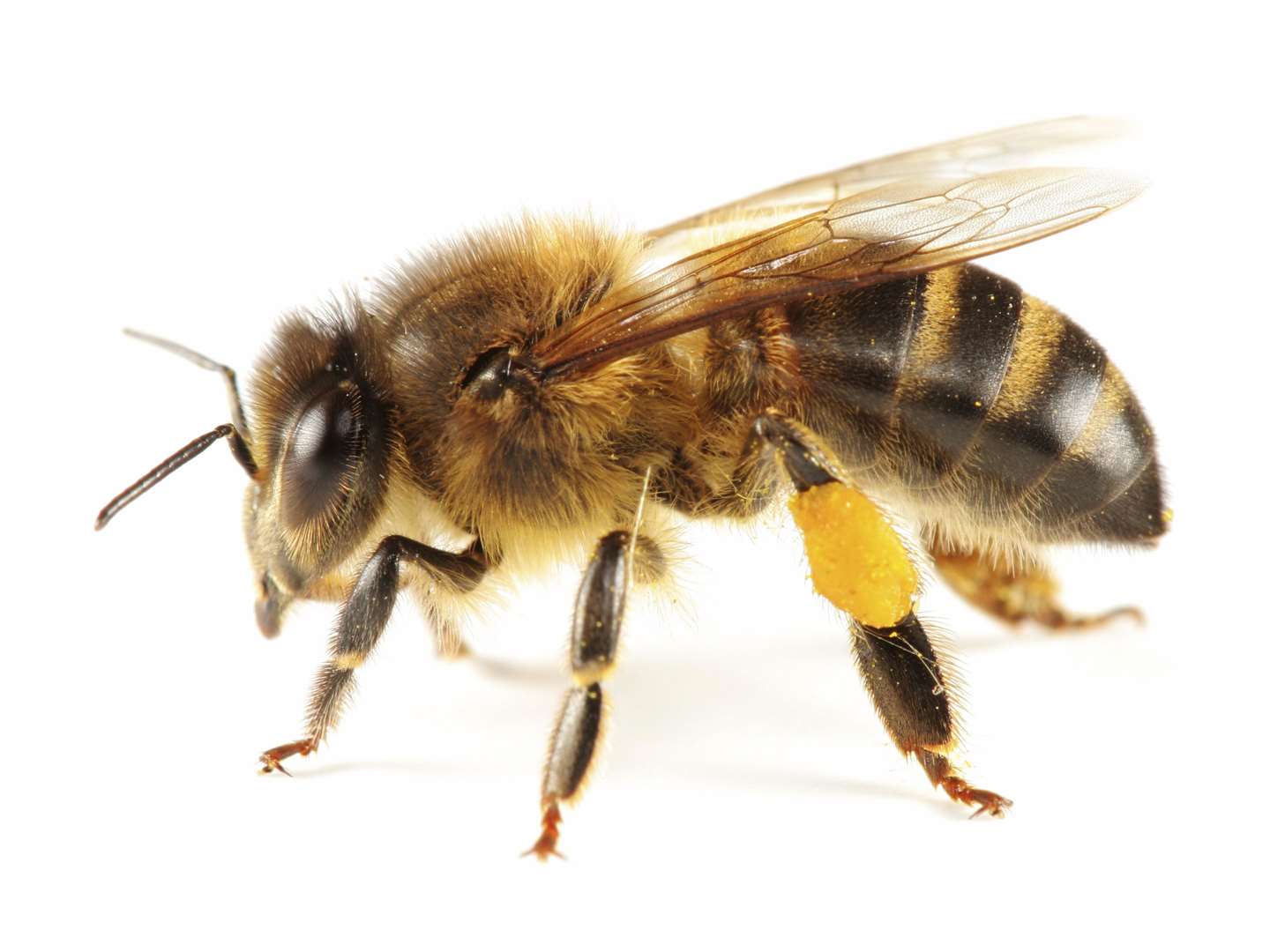 Honey bee. Stock image.