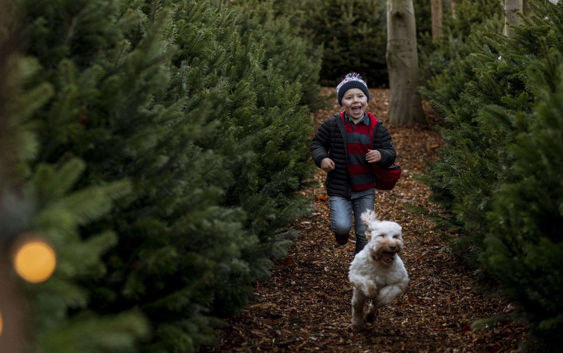 There are plants and trees it is worth watching your dogs around this Christmas. Image: iStock