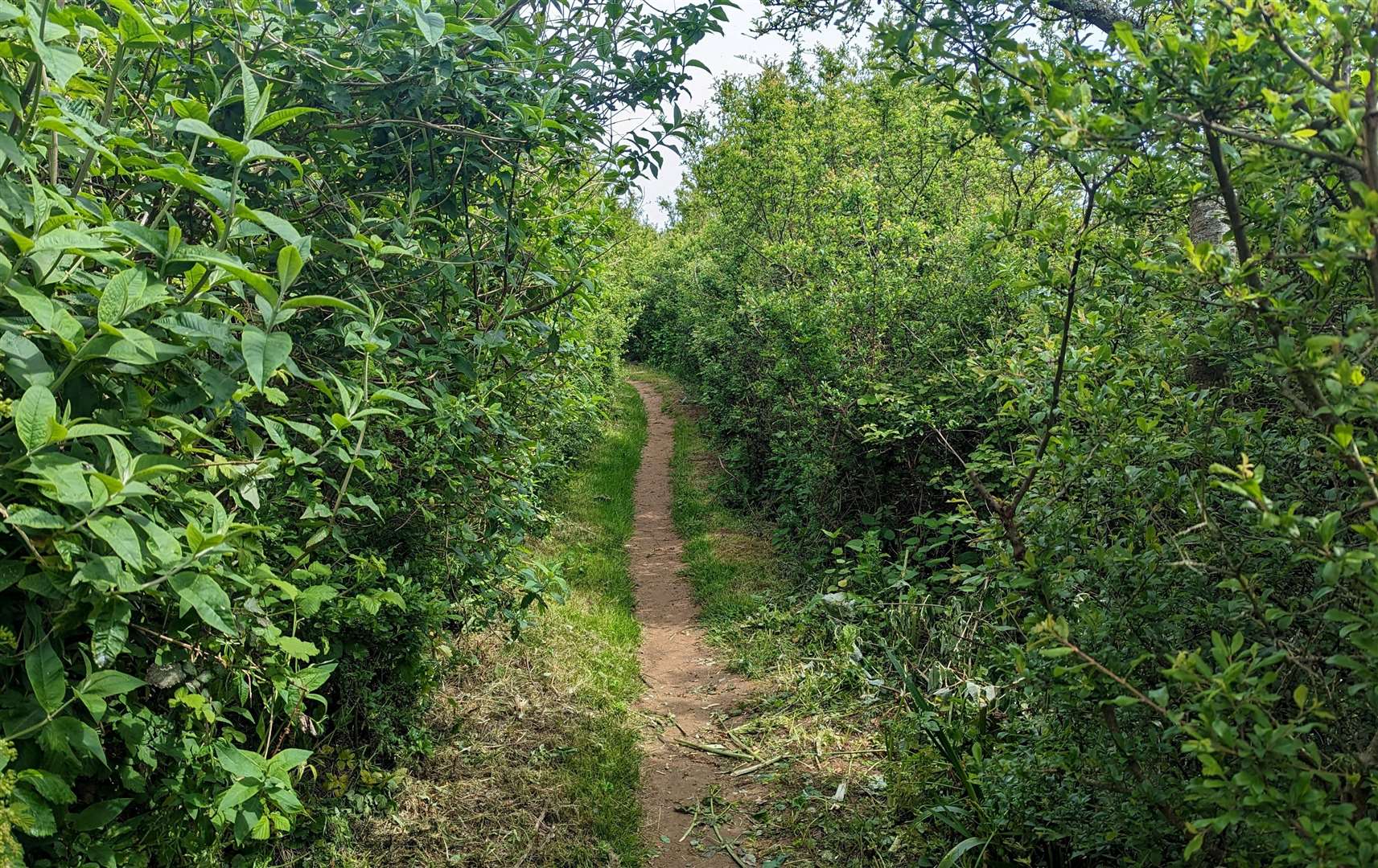 Parts of path wind through thick vegetation