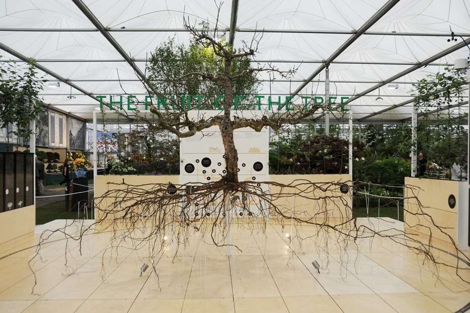 The Fruit of the Tree at the Chelsea Flower Show