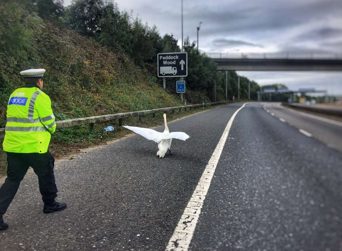 Why did the swan cross the road? Photo: @kentpoliceroads