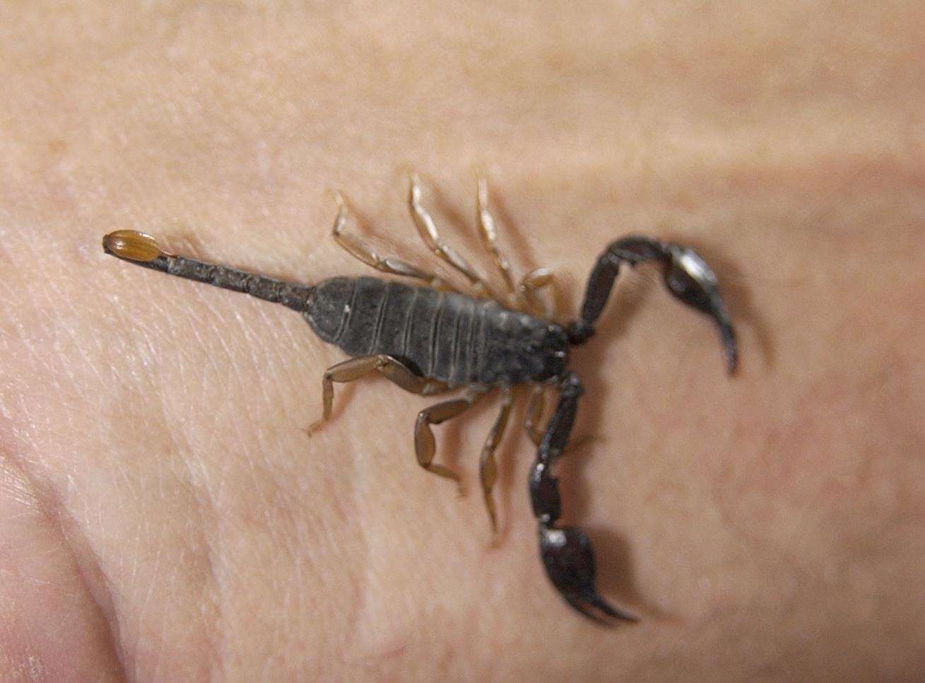 A Scorpions discovered at the Sheerness Docks