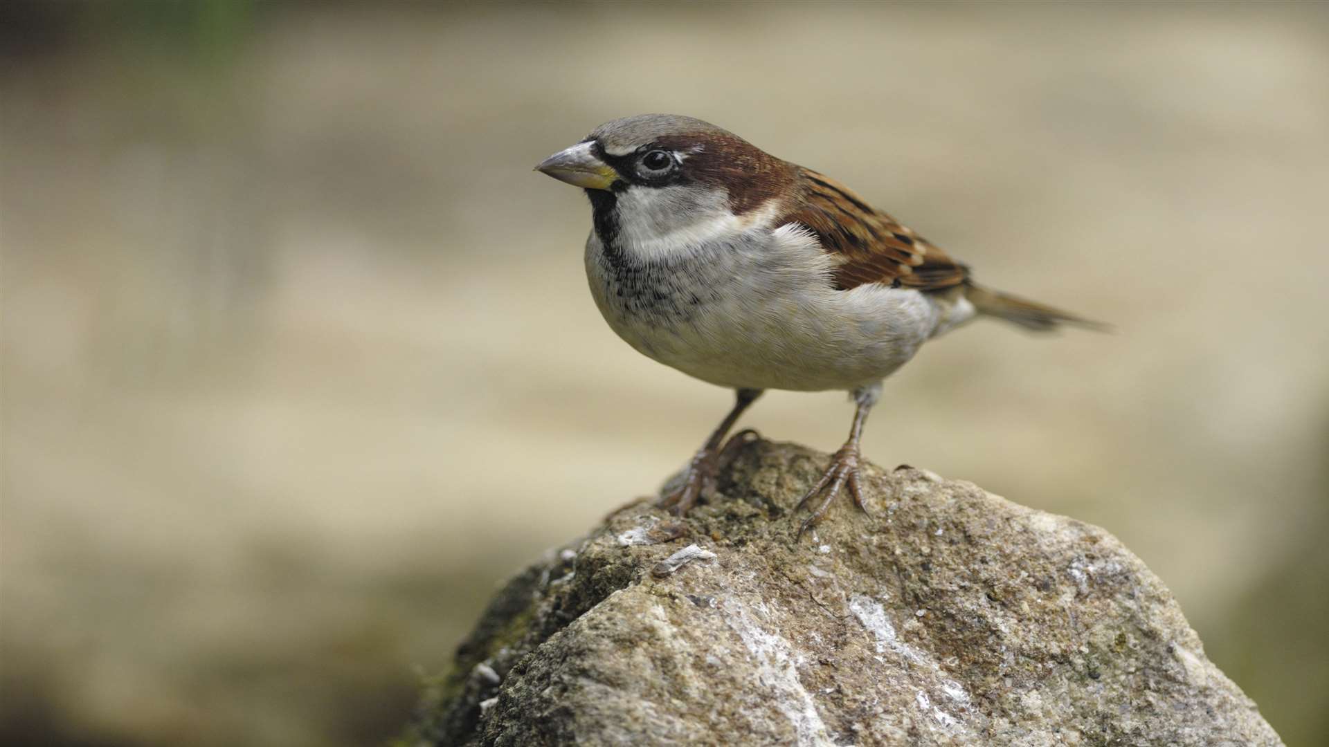 A house sparrow Picture: RSPB