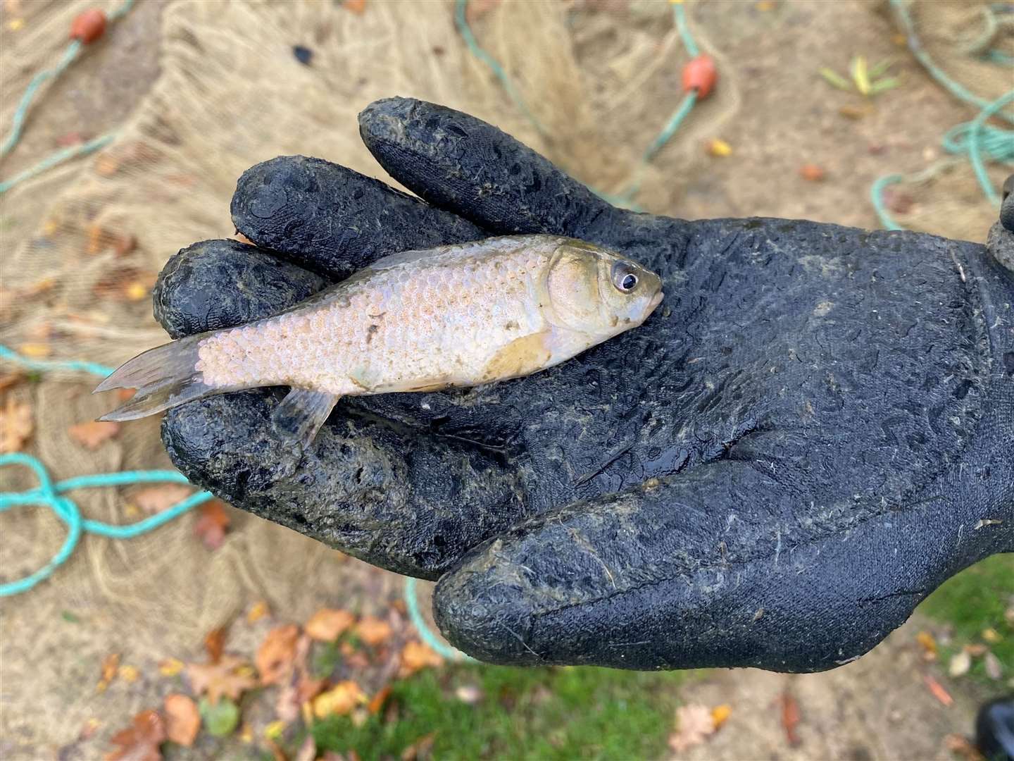 Prussian carp were found in the pond. Picture: Brenchley and Matfield Parish Council