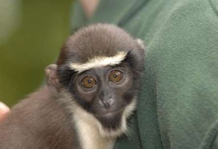 Keymon, the baby dianna monkey being hand-reared at Port Lympne