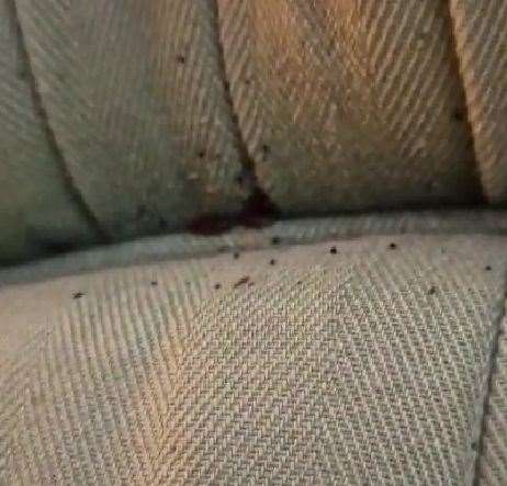 Bed bugs seen crawling out of the headboards at the Black Horse Inn in Canterbury. Picture: Kelly Groombridge