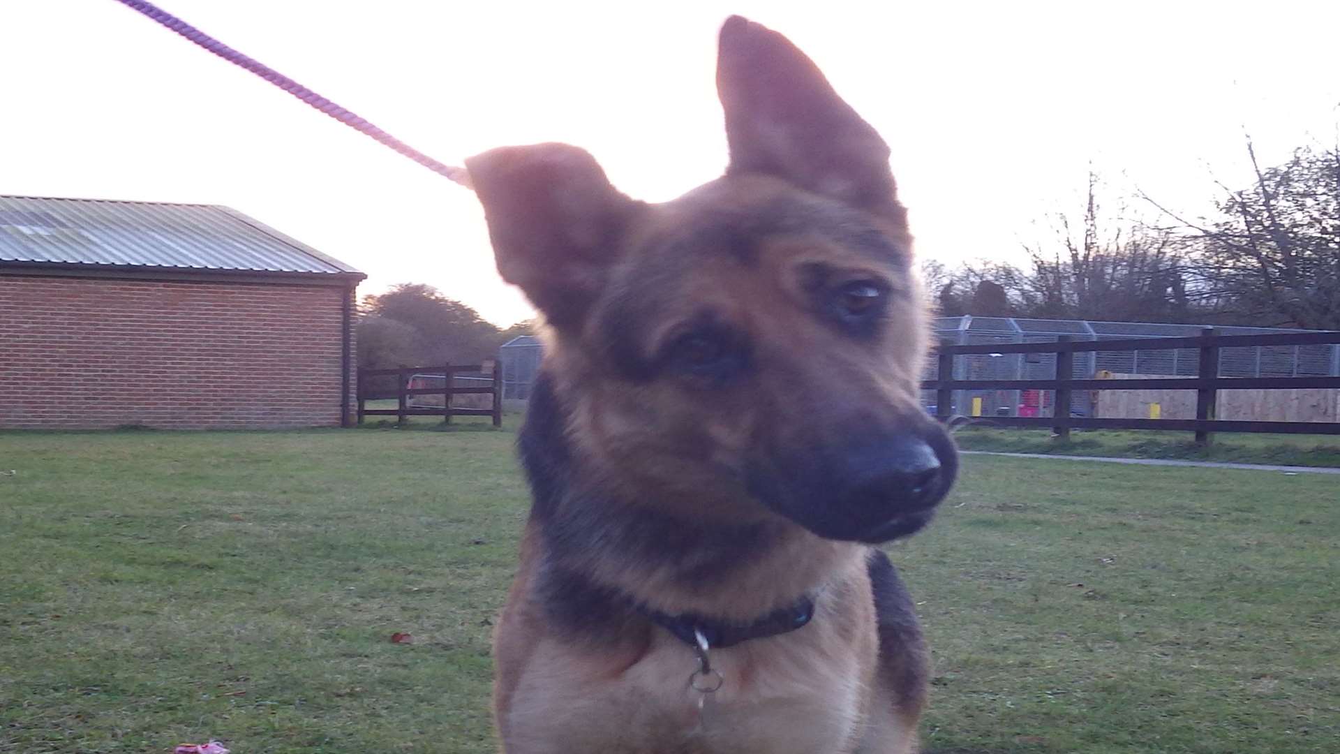 The German shepherd is now being cared for in Leybourne