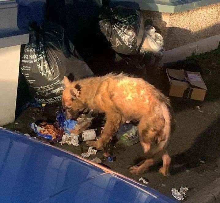 The German Shepherd was found rummaging through rubbish in Jefferson Road, Sheerness. Picture: Swale Borough Council Stray Dog Service
