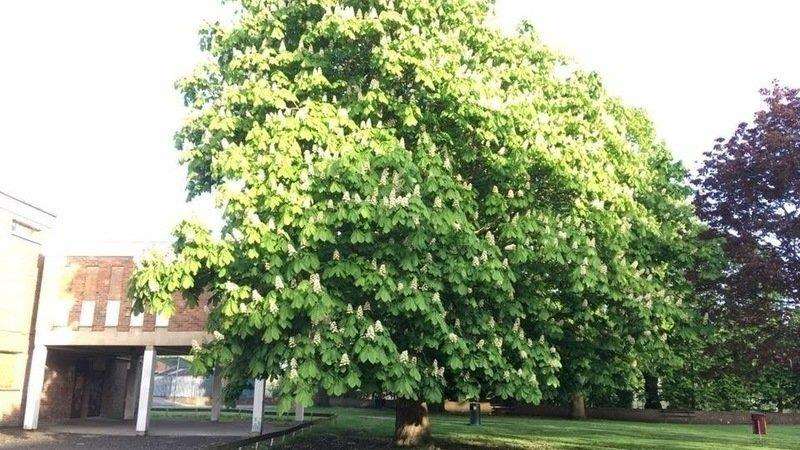 The horse chestnut tree off River Lawn Road was due to be cut down today