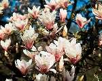 Magnolias are a colourful addition to any garden