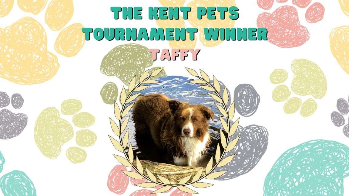 Taffy the Welsh Collie is August's Kent Pets Tournament winner