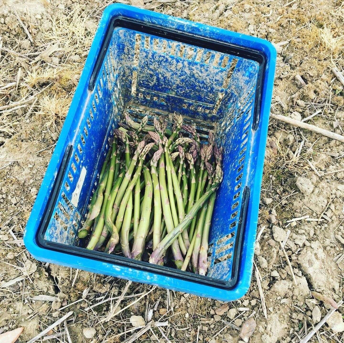 Asparagus freshly picked