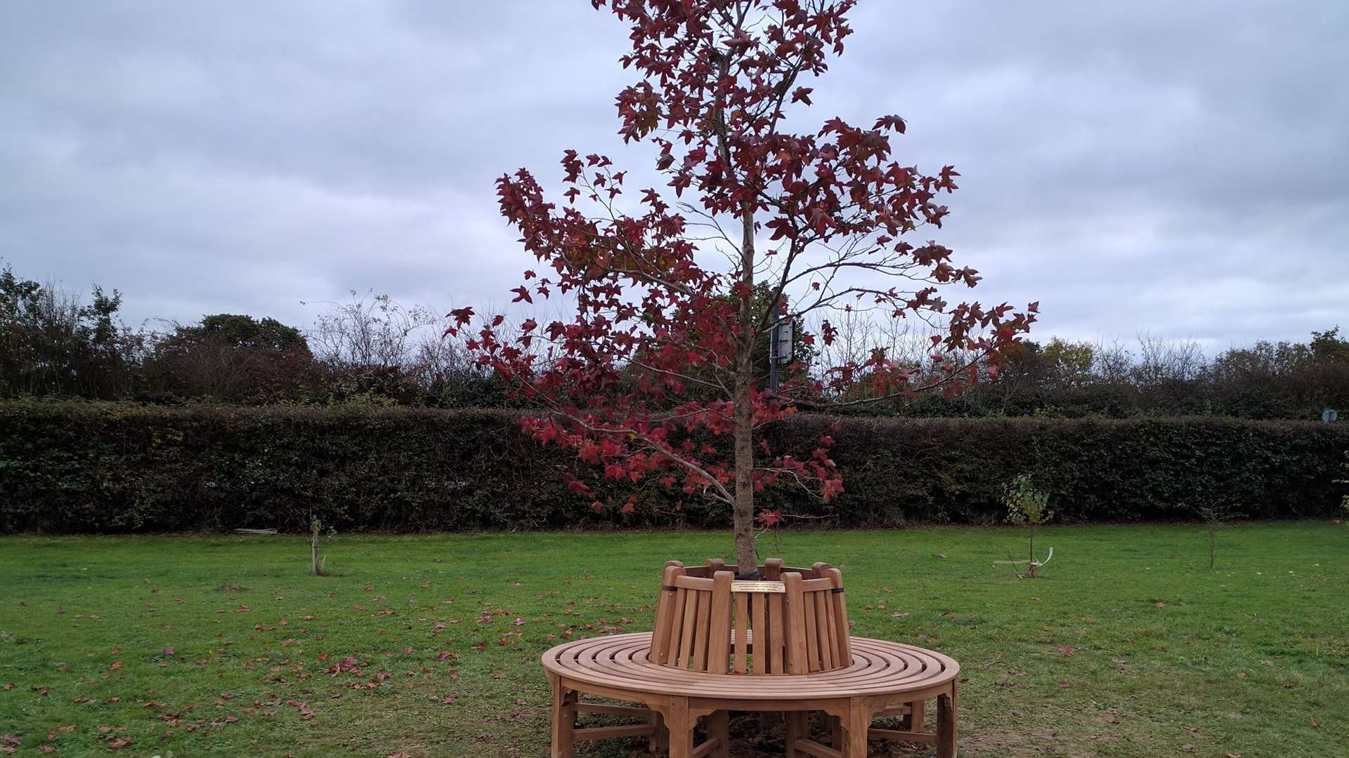 The tree and bench at Hoostead Green dedicated to Ben's memory