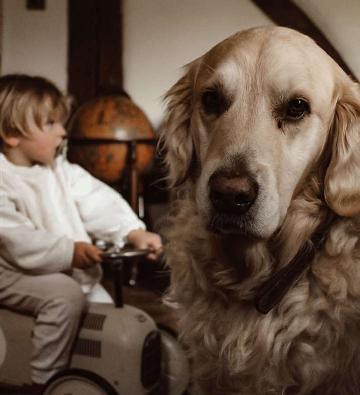 Ollie the golden retriever with his owners son