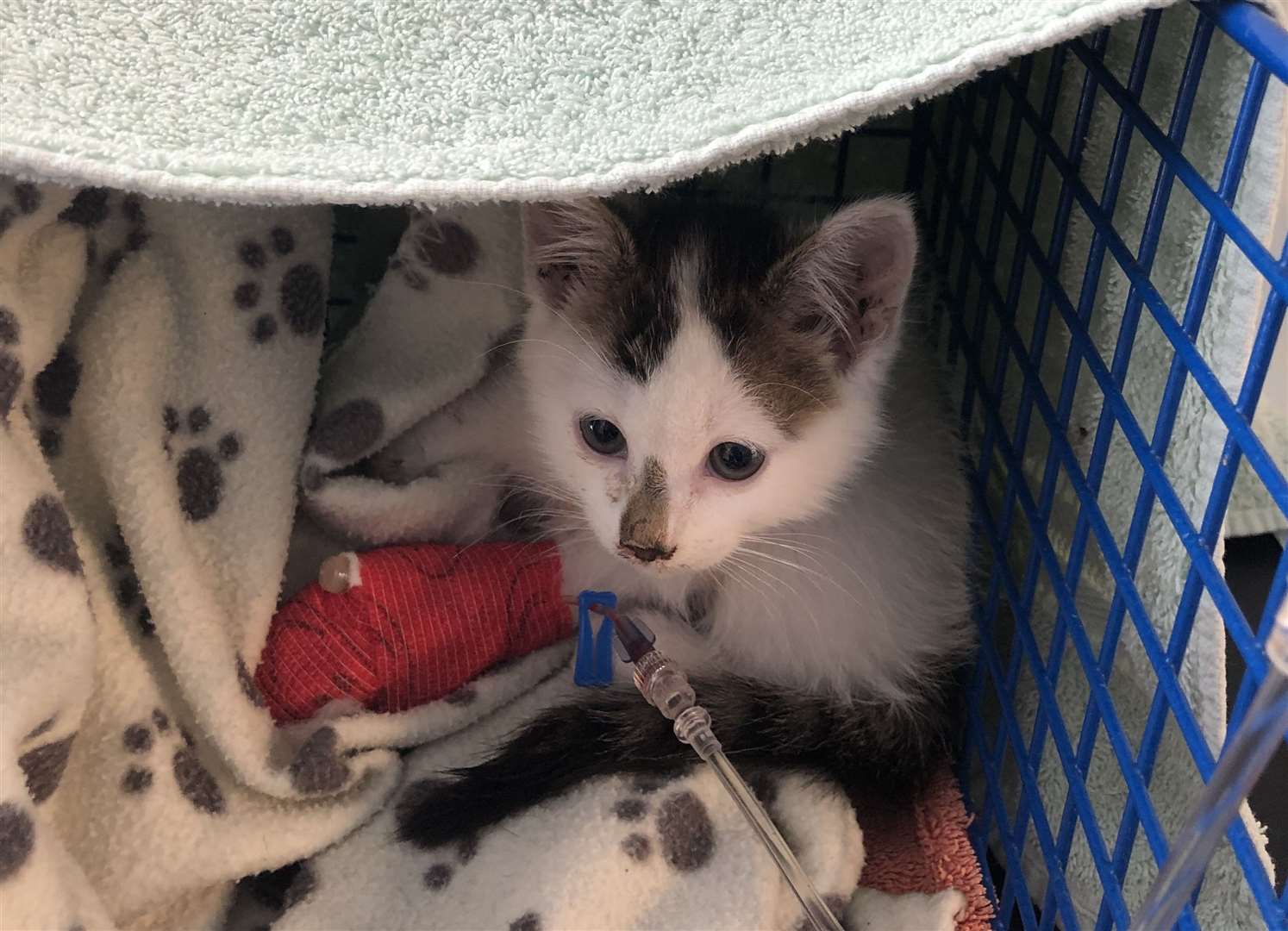 Another kitten called Cabbage was found dumped with a broken leg outside a vet surgery in Lydd last month