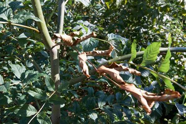Ash trees infected with ash dieback disease. Picture: Food and Environment Research Agency