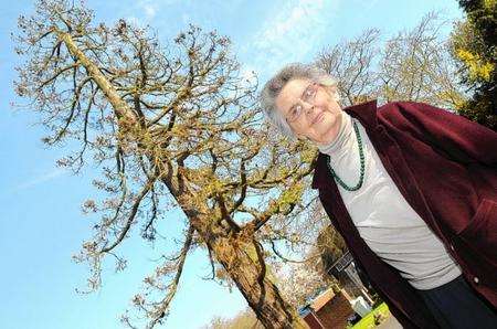 Heather Crease, whose family's wellingtonia tree in Tenterden has been felled after 113 years