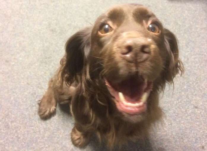 Seven-year-old cocker spaniel Islay has been reunited with her owners after police raided a property in Bearsted. Pic: Kent Police